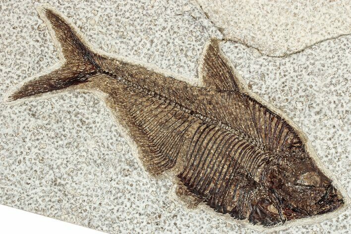 Detailed Fossil Fish (Diplomystus) - Wyoming #349284